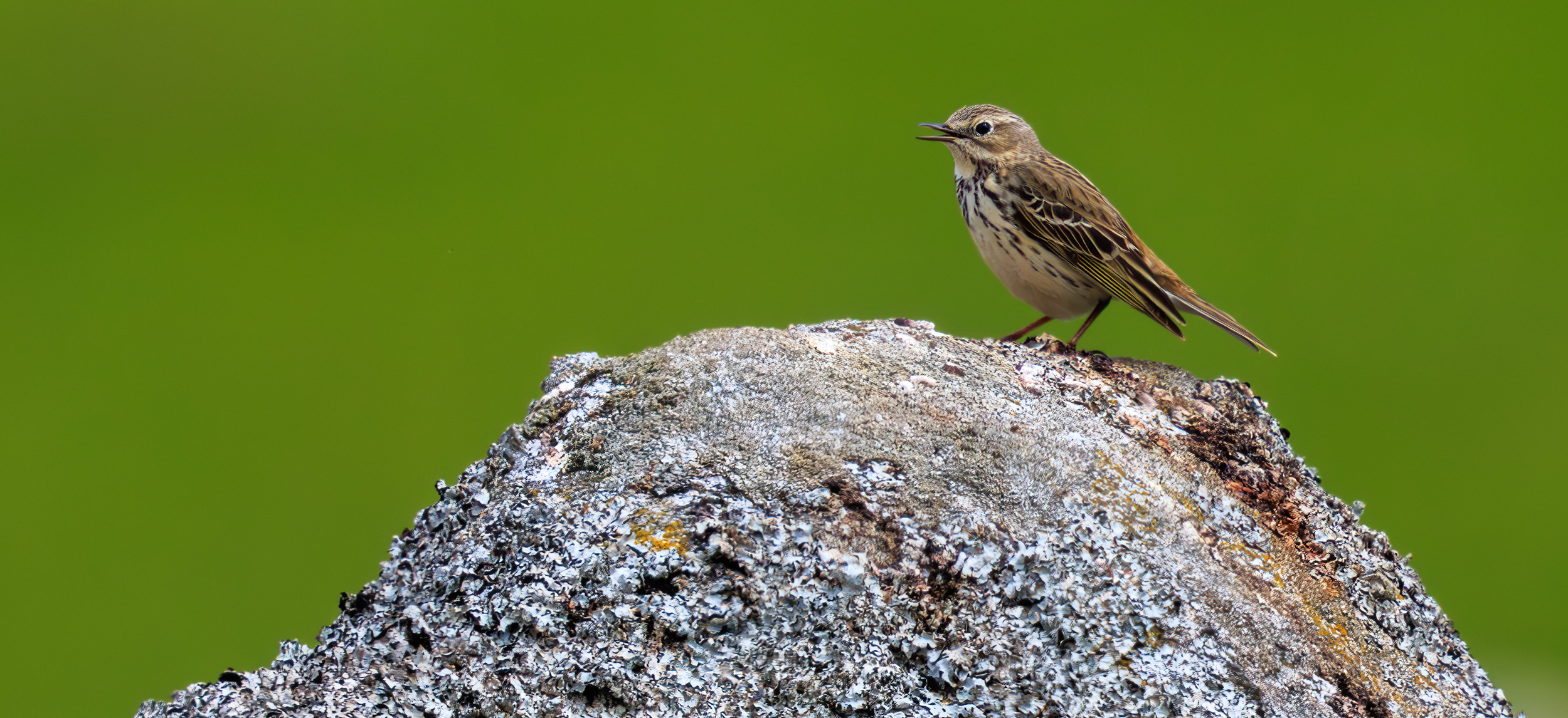 Anthus pratensis meadow pipit on a rock